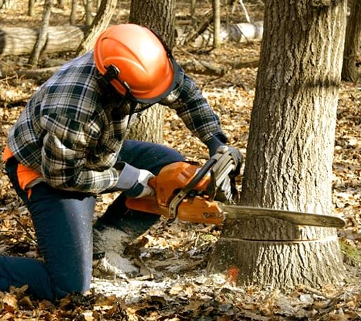 Tree Removal in Pound, WI